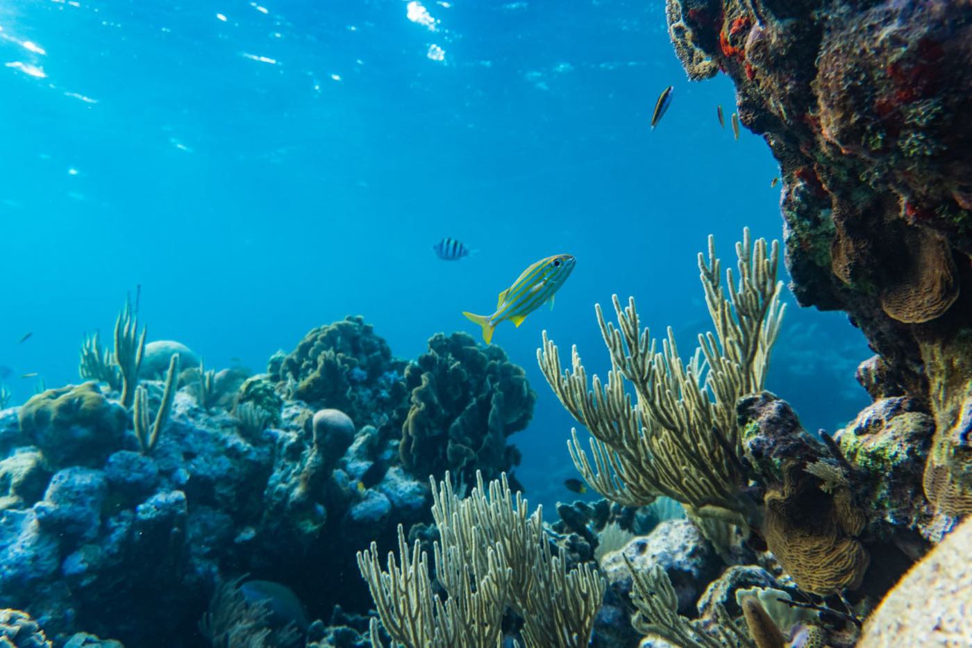Fonds marins et poissons tropicaux autour de l'île de Cozumel