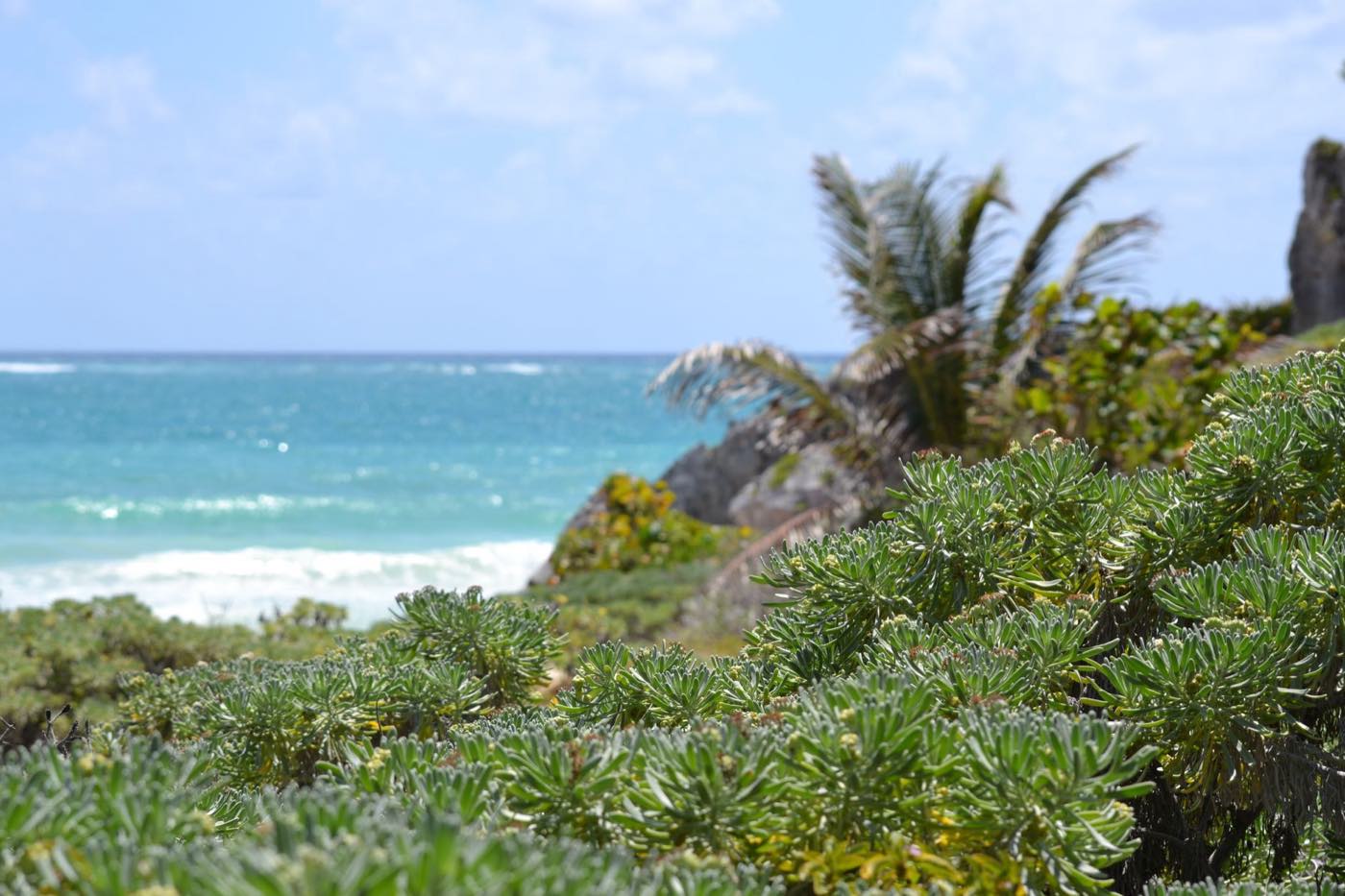 Plage bordée de palmiers à Tulum